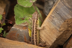 Lacerta agilis