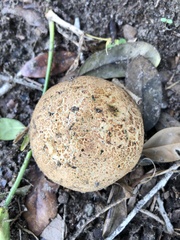 Pisolithus arenarius