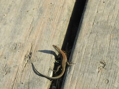 Podarcis muralis