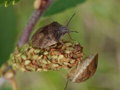 Homaemus aeneifrons