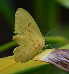 Phoebis philea