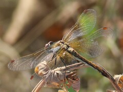 Sympetrum flaveolum