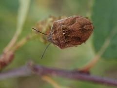 Homaemus aeneifrons