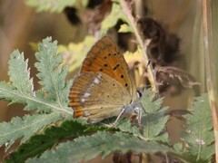 Lycaena virgaureae