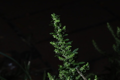 Dysphania ambrosioides