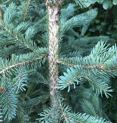 Picea glauca