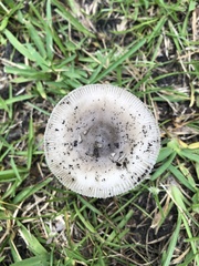 Amanita vaginata