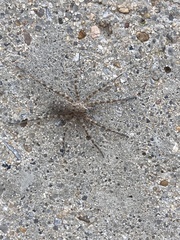 Arachnida
