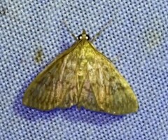 Crocidophora serratissimalis