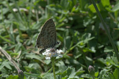 Leptotes pirithous