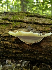 Fomitopsis ochracea