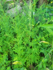 Artemisia annua