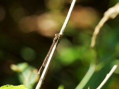 Sympecma fusca