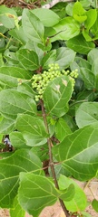 Premna serratifolia