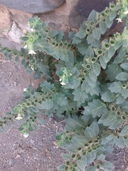 Hyoscyamus albus