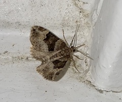 Xanthorhoe lacustrata