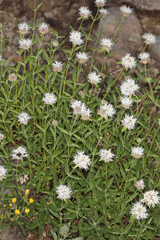 Monardella odoratissima odoratissima