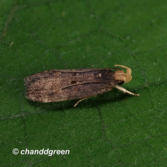 Pexicopia melitolicna