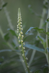 Reseda luteola