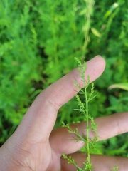 Artemisia annua