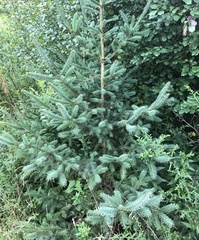 Picea glauca