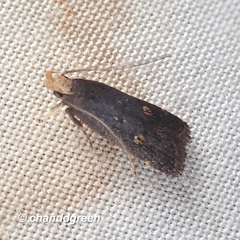 Pexicopia melitolicna