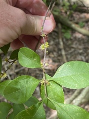 Forestiera ligustrina