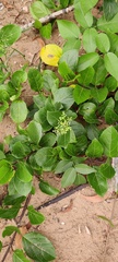 Premna serratifolia