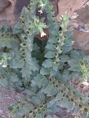 Hyoscyamus albus
