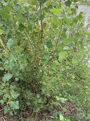 Populus nigra