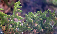 Porella platyphylla