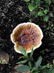 Ganoderma tsugae