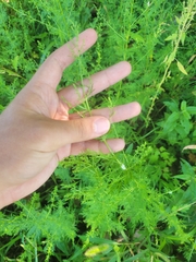 Artemisia annua