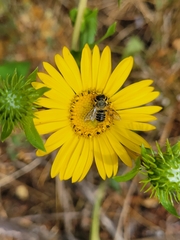 Megachile perihirta