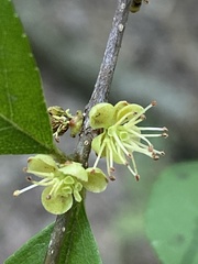 Forestiera ligustrina