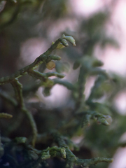 Porella platyphylla