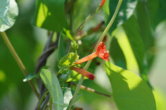 Ipomoea coccinea