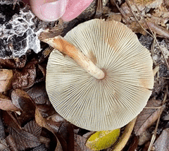 Leucoagaricus americanus