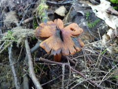 Hygrocybe conica