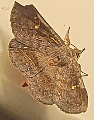 Eulepidotinae