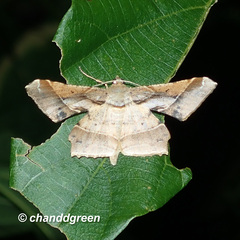 Krananda latimarginaria