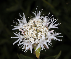 Monardella odoratissima odoratissima