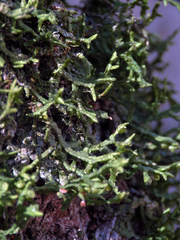 Porella platyphylla