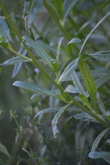 Reseda luteola