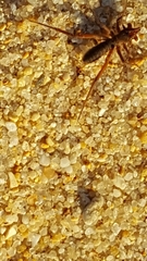 Gluvia dorsalis