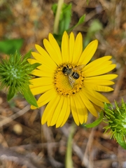 Megachile perihirta