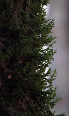 Porella platyphylla