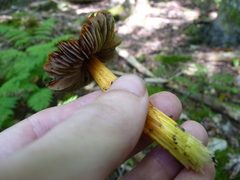Hygrocybe conica