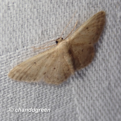 Idaea