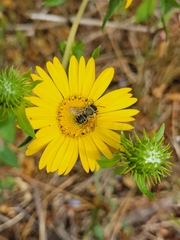 Megachile perihirta